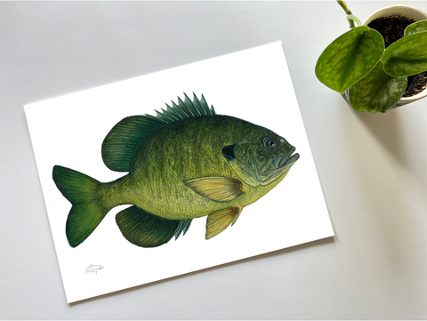 Fishful Thinking Art - Bluegill Watercolour Print - 1