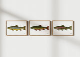 Fishful Thinking Art - Brown Trout Limited Print - 3