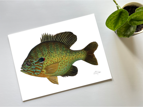 Fishful Thinking Art - Sunfish (Pumpkinseed) Giclee Print - 1