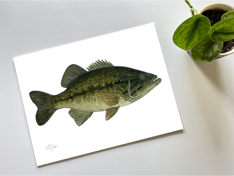 Fishful Thinking Art - Bass (Largemouth) Giclee Print - 1