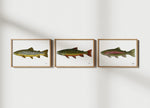 Fishful Thinking Art by Abby Wynia - Rainbow Trout Limited Print - 2