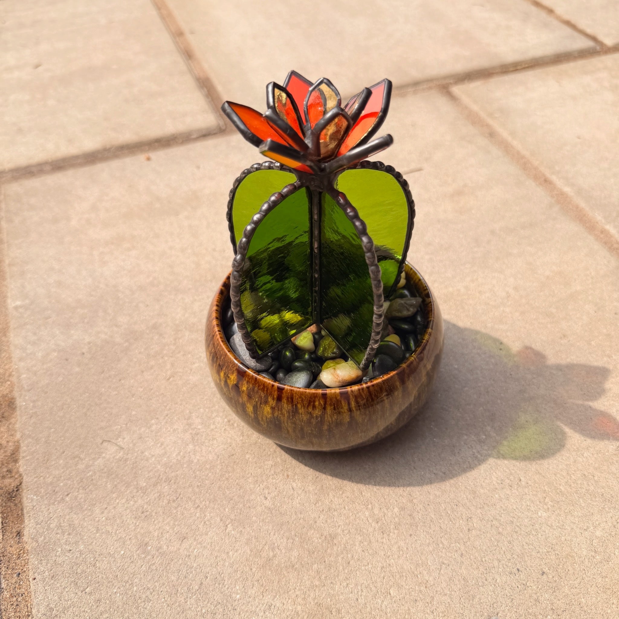 6402539f156d102fec901311_barrel-cactus_1781194351147.jpeg