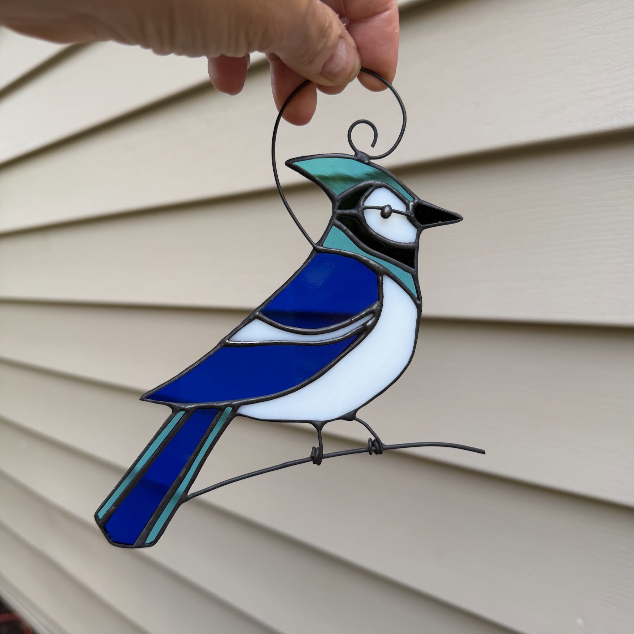 6402539f156d102fec901311_blue-jay_1781194799082.jpeg