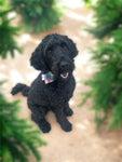 ARF scARFs - Over The Collar Dog Bandana (Small)