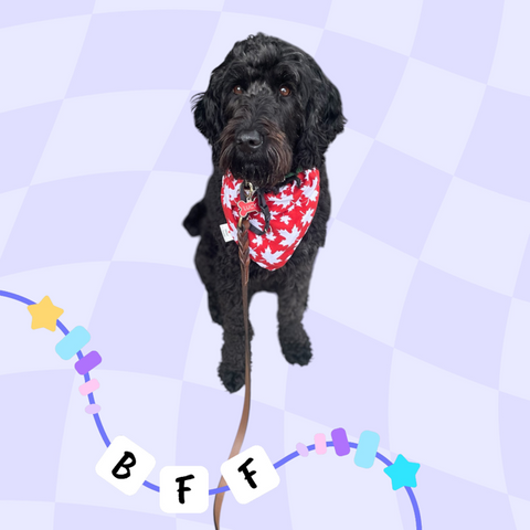 ARF scARFs - Over The Collar Dog Bandana (Large)